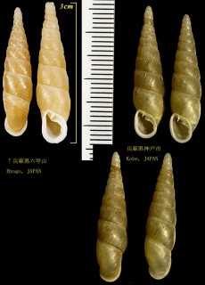シロナミギセル Stereophaedusa japonica kobensis