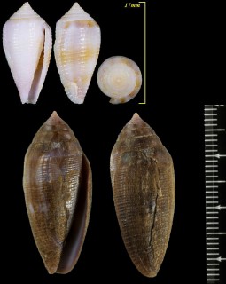 ドングリイモ Conus glans small