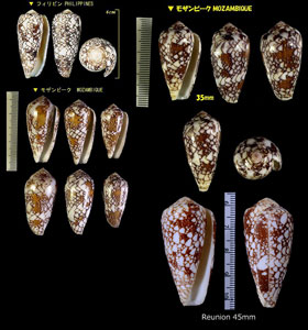 アジロイモ Conus pennaceus small