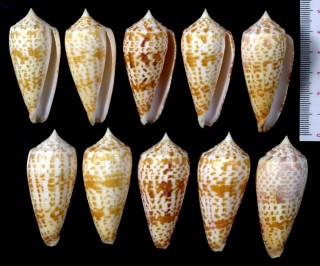 チャガスリイモ Conus lynceus small