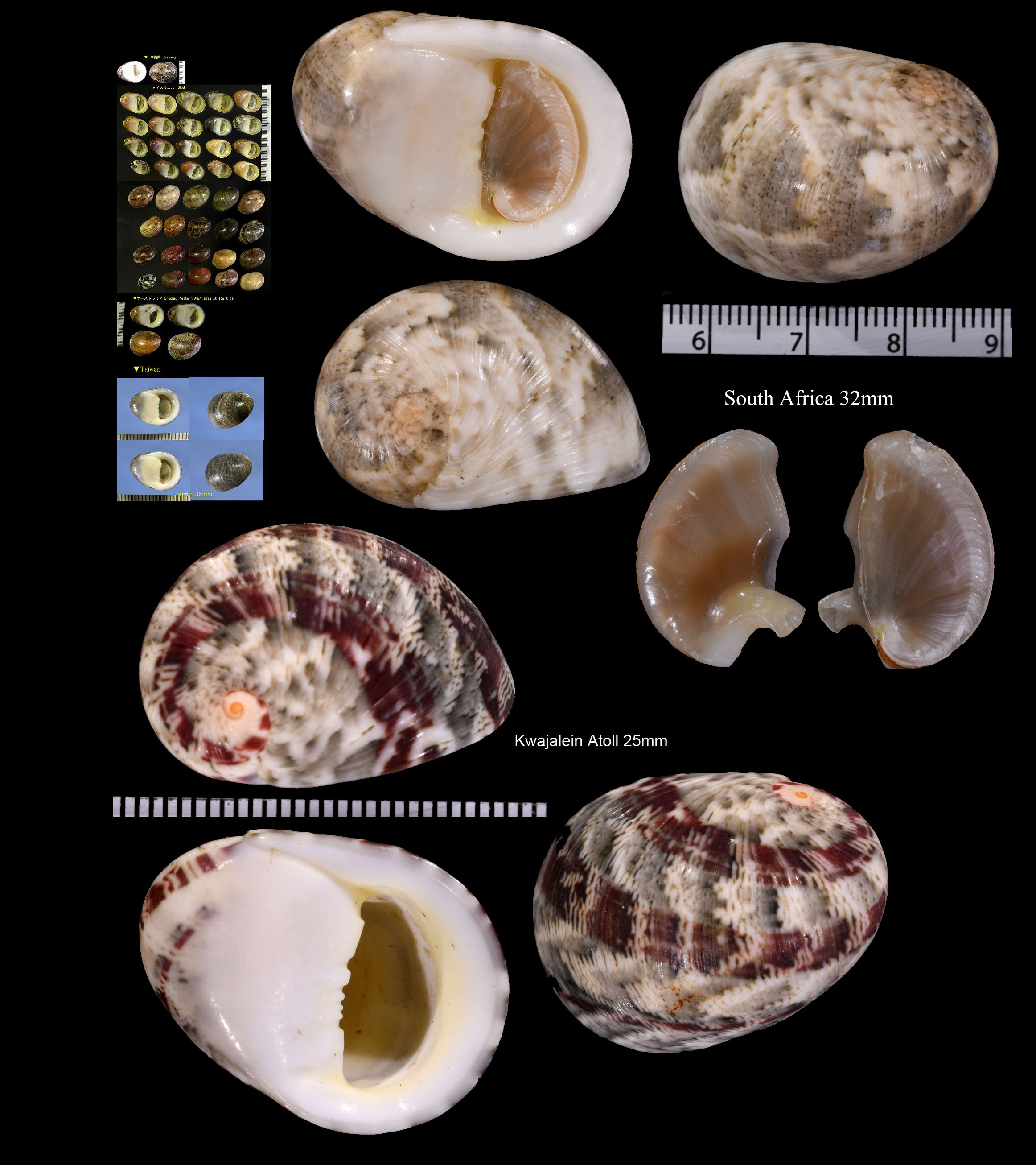 Microshells: Nerita polita ニシキアマオブネ