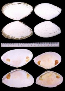 サラガイ 皿貝 Megangulus venulosa small