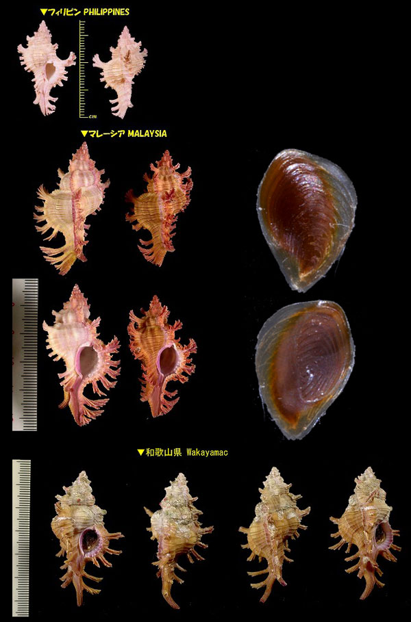 コセンジュガイ Chicoreus aculeatus small