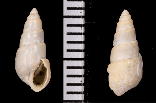 ネジヌキクチキレモドキ Odostomia infrequens small