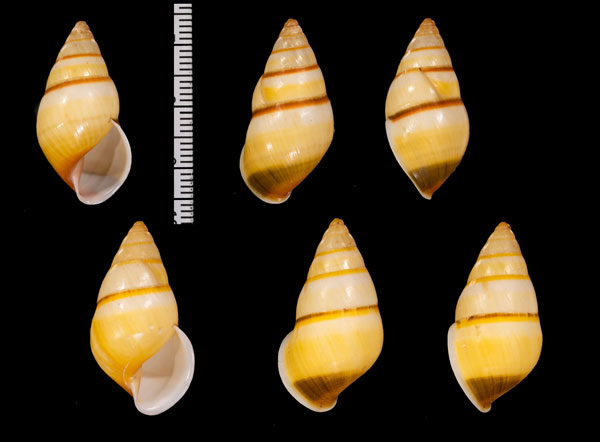 ダクラクマレーマイマイ (仮称) Amphidromus arlingi daklakensis small