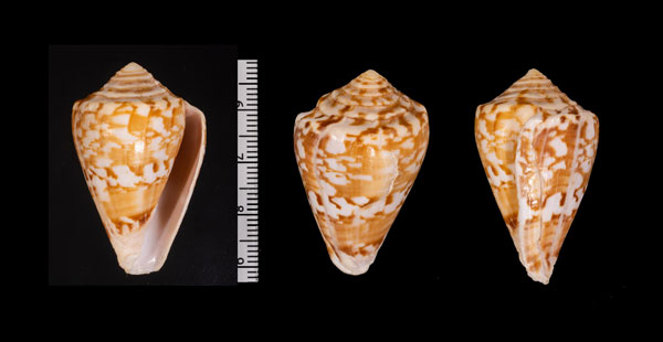 ブラジルイモの仲間 Conus brasiliensis small