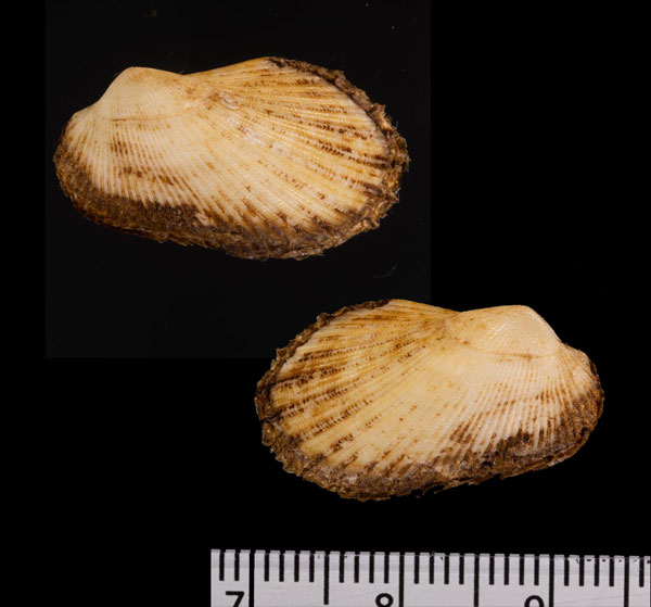 クジャクサルボウ (仮称) Sheldonella lateralis small