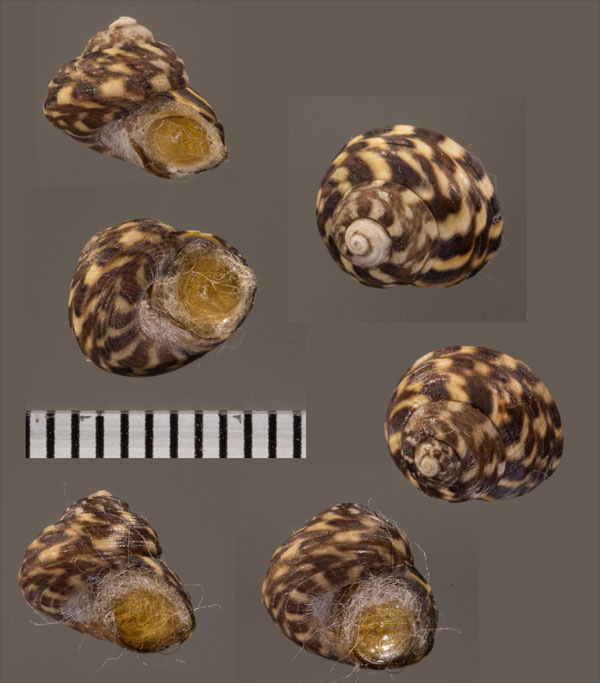 ベッカーシタダミ (仮称) Gibbula beckeri small