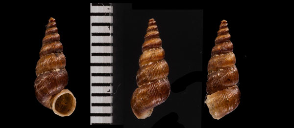 ハイチトガリクチヒレ (仮称) Parachondrisca pictum sagra small