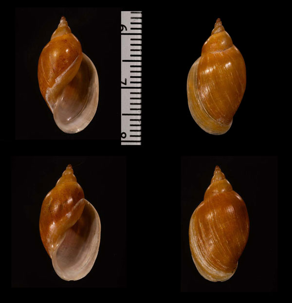 東南アジアのモノアラガイ Radix rubiginosa small