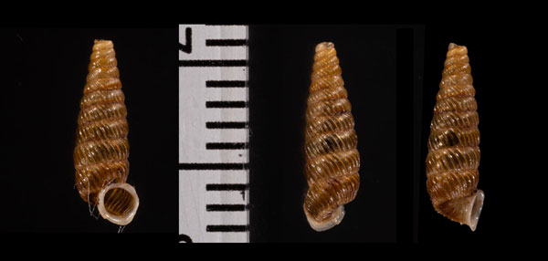 バルバドスパイプガイ (仮称) Brachypodella costata small