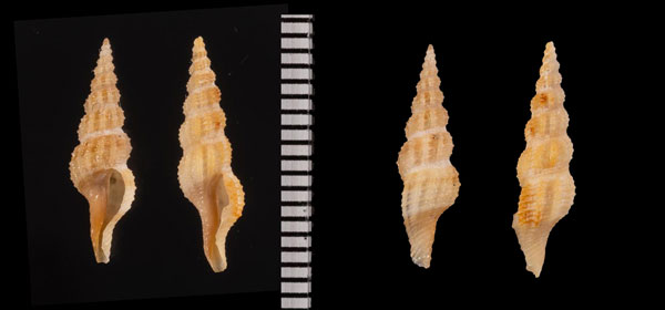 ナガトゲコウシツブ Veprecula gracilispira small