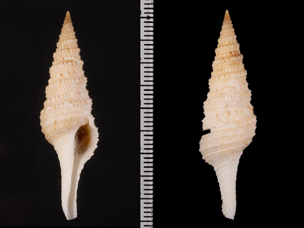 ネリートラフクダマキ (仮称) Lophiotoma acuta nellyae small