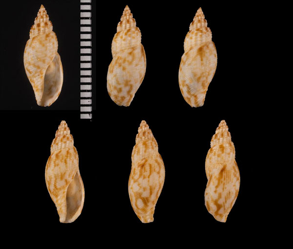 ボルタフデシャジク (仮称) Daphnella lymneiformis small