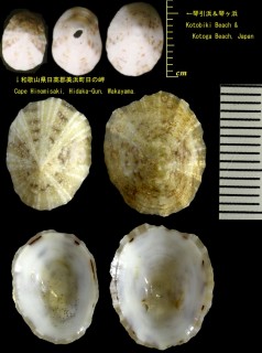 シボリガイモドキ Patelloida pygmaea signatoides small