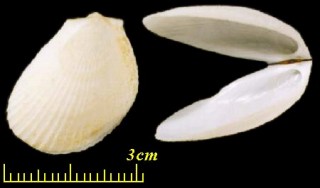 ユキミノガイ (オオユキミノ) Limaria basilanica small