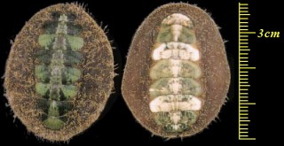 コイヒゲヒザラ Mopalia ciliata small