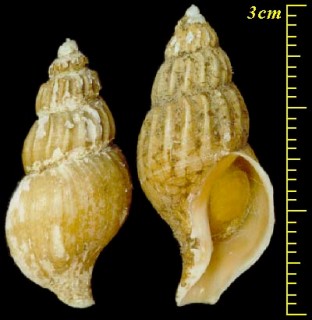 サフランシワバイ Plicifusus croceus