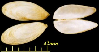 ツクエガイ 机貝 Gastrochaena cuneiformis small