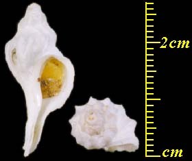 ソリハシツノオリイレ Boreotrophon cymatus small