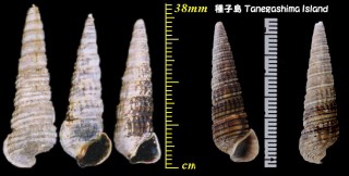 カワアイ 川合 Cerithideopsilla djadjariensis small