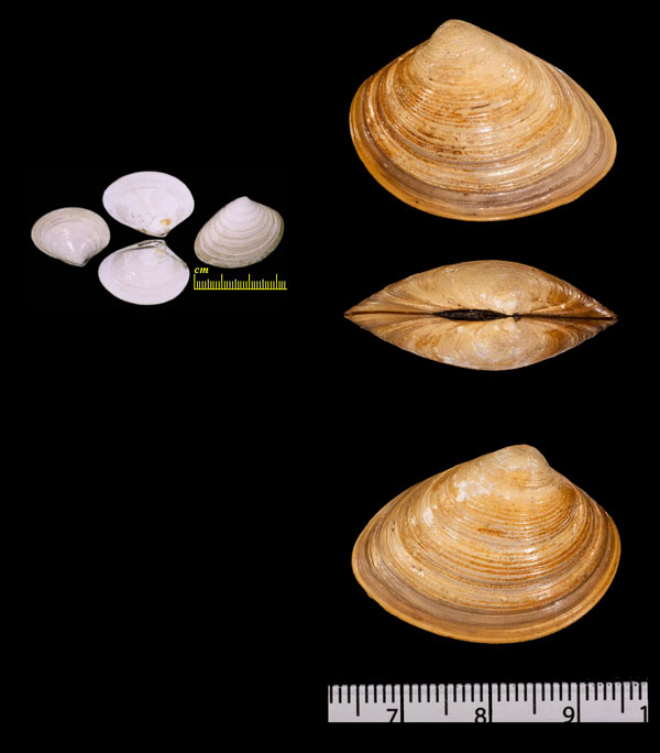エゾハマグリ (アニワハマグリ) Liocyma fluctuosum small