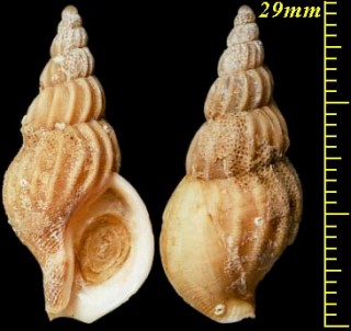ハナサキエゾバイ 花咲蝦夷? Buccinum hanasakensis sp. small