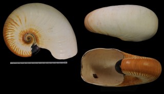 オオベソオウム Nautilus macromphalus small