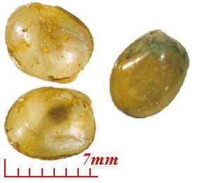 マメヒバリガイ Modiolus margaritaceus small