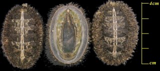 コケヒゲヒザラ Mopalia muscosa small