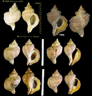 エゾボラ 蝦夷法螺 Neptunea polycostata