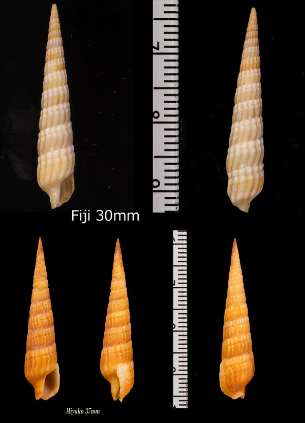 ヒメトクサモドキ Punctoterebra textilis small