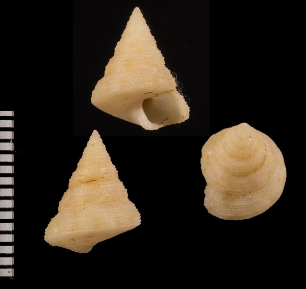 ミウラエビス Calliostoma sakashitai small