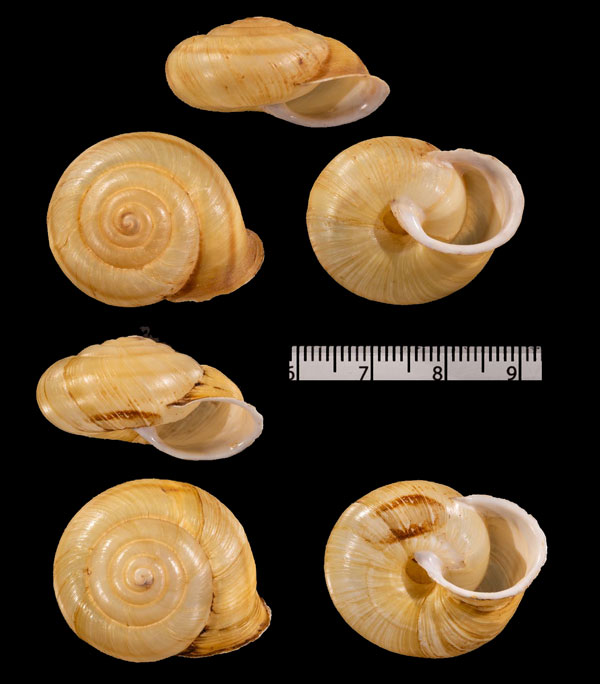 アルプスヒラバマイマイ Campylaea planospira small