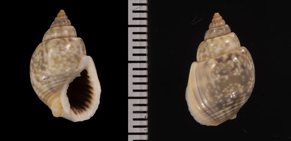 マタヨフバイ 亦余賦貝 Nassarius graphiterus small