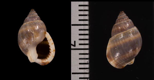 ハイイロヨフバイ Nassarius mustelina small