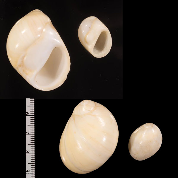 キハダトミガイの一種 Polinices mellosus small