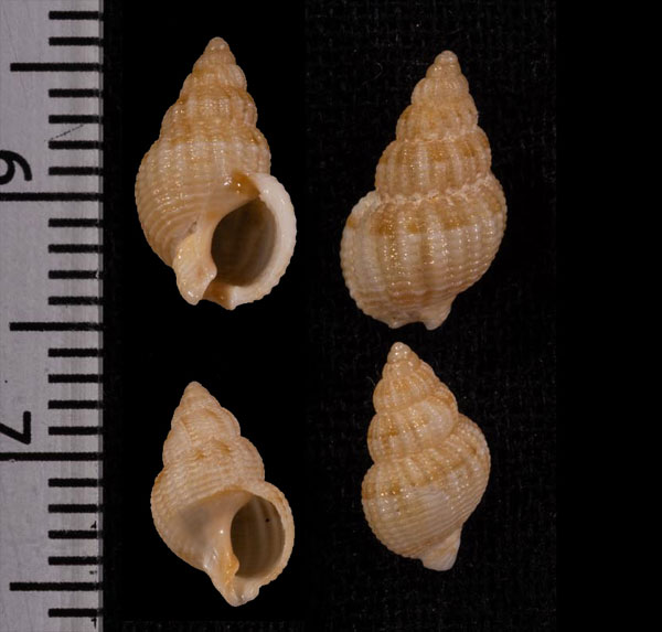 ムイリムシロ (仮称) Nassarius muiri small