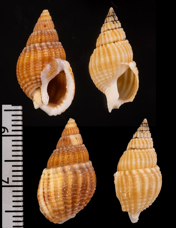 スルカツムシロ (仮称) Nassarius eusulcatus small