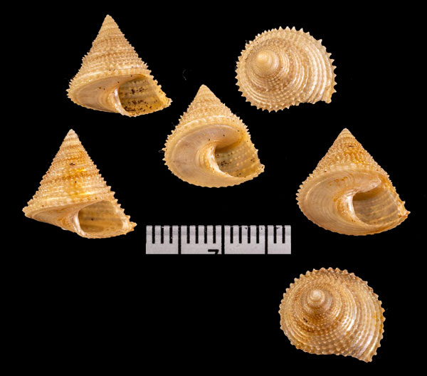 スジエビス Calliostoma paucicostatum small