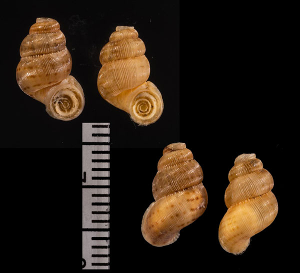 カノアクチヒレガイ （仮称） Annularodes canoaensis small