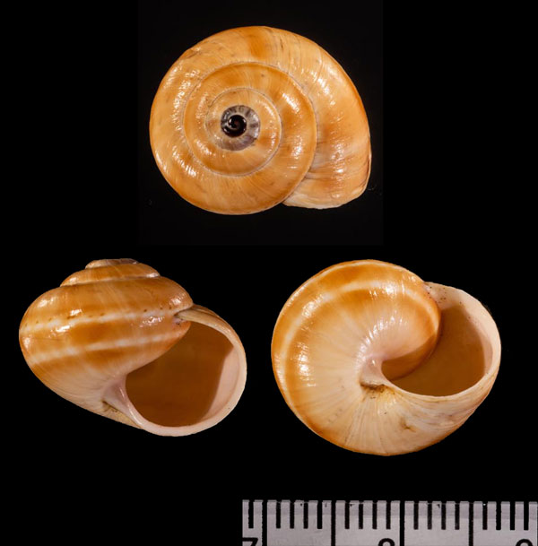 シロオビマジョルカコマイマイ (仮称) Theba pisana subzonata small