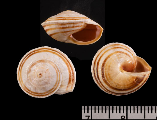 オビソロバンダマコマイマイ (仮称) Theba planata calliostoma small