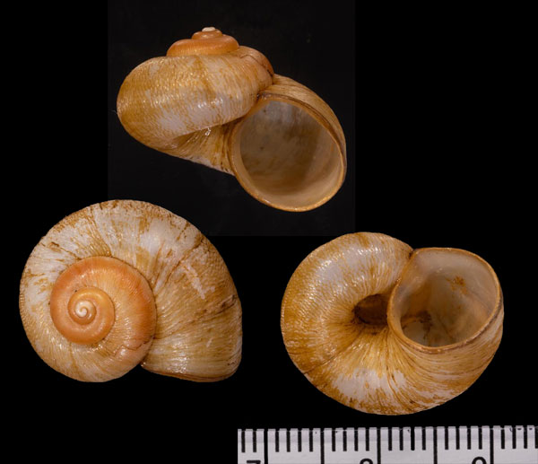 コシダカチュウベイヤマタニシ (仮称) Amphicyclotus r000596 small
