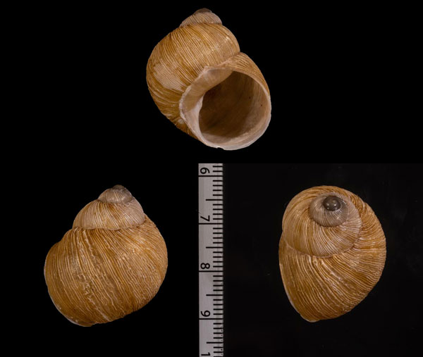 シシリーマイマイ Erctella r000597 small