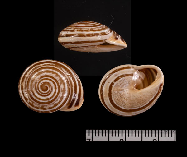 オハジキマイマイ (仮称) Siretia r000599 small