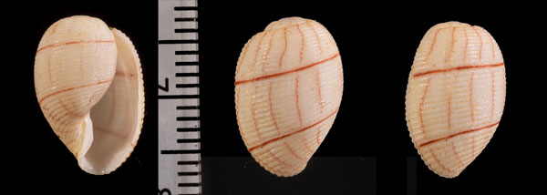 ベニシボリモドキ (仮称) Bullina r000600 small