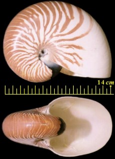 コベソオウム Nautilus stenomphalus small