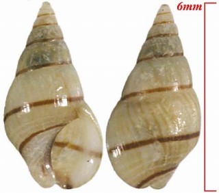 コシタカヨコスジニナ (ケハダヨコスジニナ) Angiola longispira small