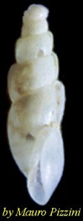 ハナゴウナ科の一種 Auriculigerina miranda